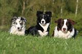 BORDER COLLIE 1527